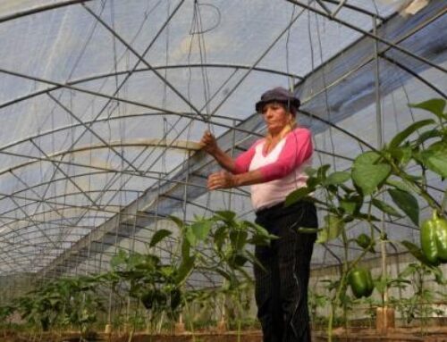 FAO und Kuba arbei­ten bei Nah­rungs­mit­tel­sou­ve­rä­ni­tät zusammen