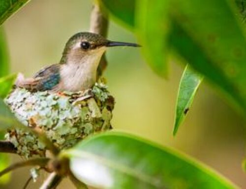 Kuba — Im Rhyth­mus der Natur